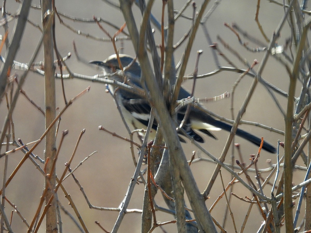 חקיינית צפונית - ML645426727