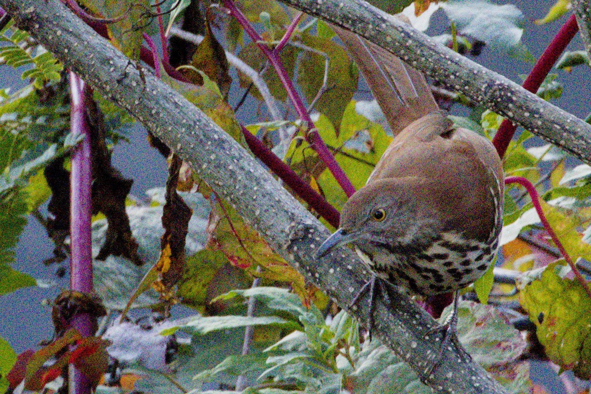 Brown Thrasher - ML645426730