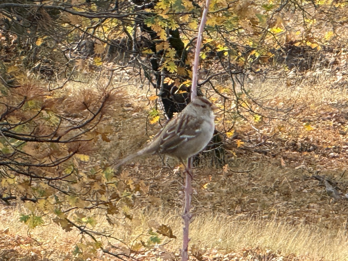 strnadec bělopásý - ML645426732