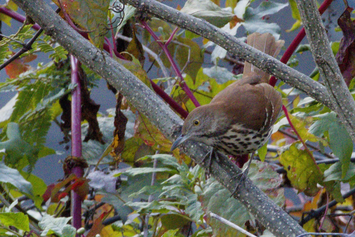 Brown Thrasher - ML645426733