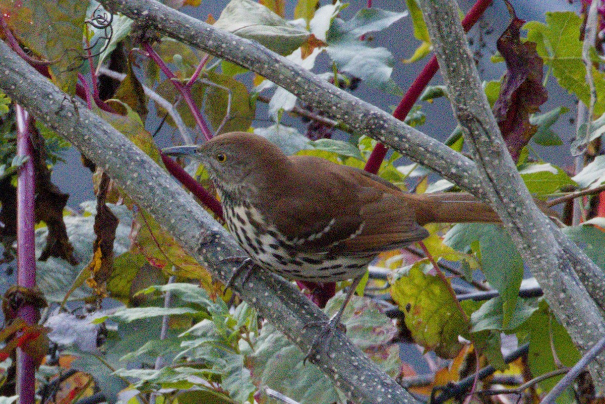 Brown Thrasher - ML645426734