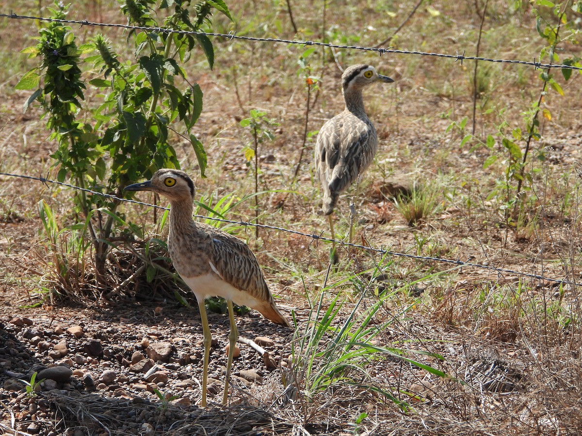 Kaşlı Kocagöz - ML645426736