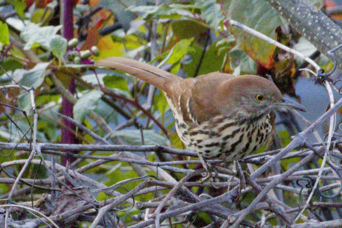 Brown Thrasher - ML645426739
