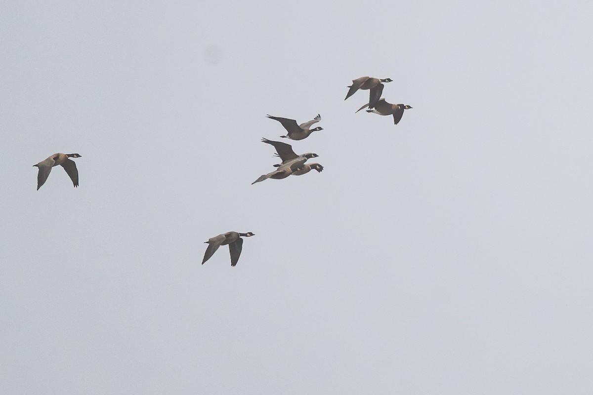 小加拿大雁 - ML645426740