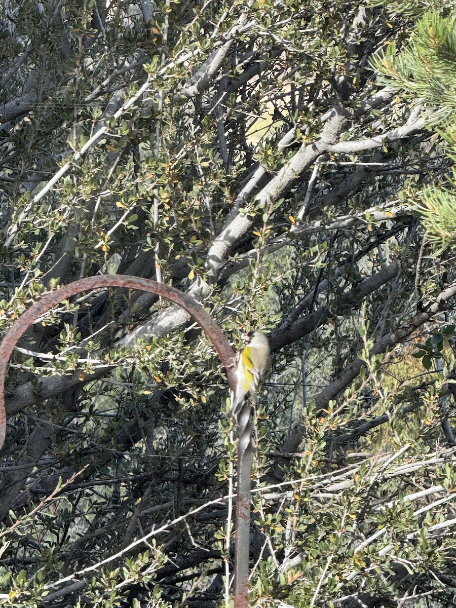Lawrence's Goldfinch - ML645426741