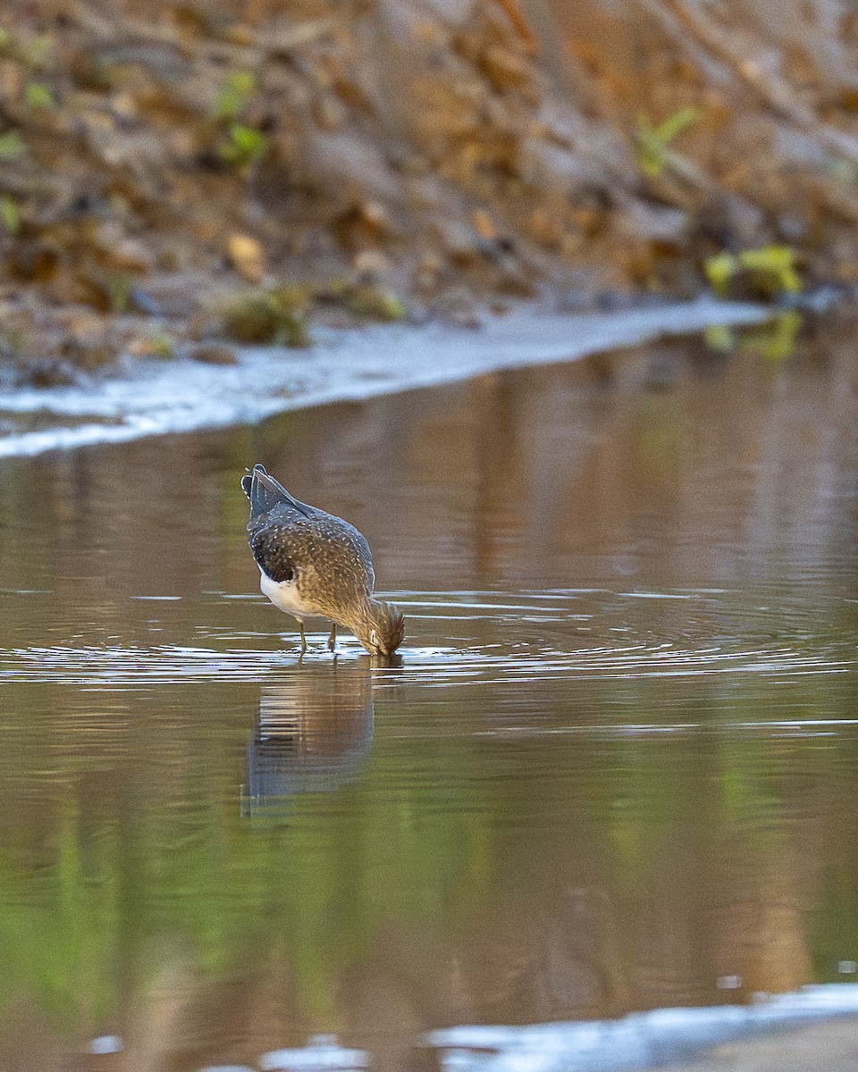 Solitary Sandpiper - ML645426742