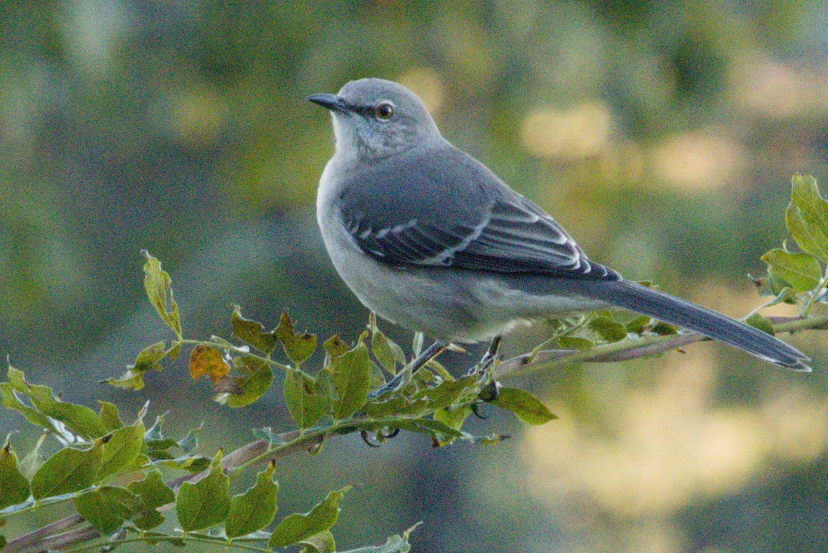 חקיינית צפונית - ML645426750