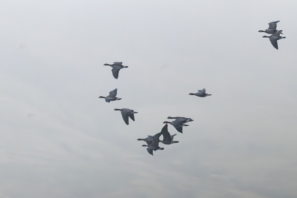 小加拿大雁 - ML645426751