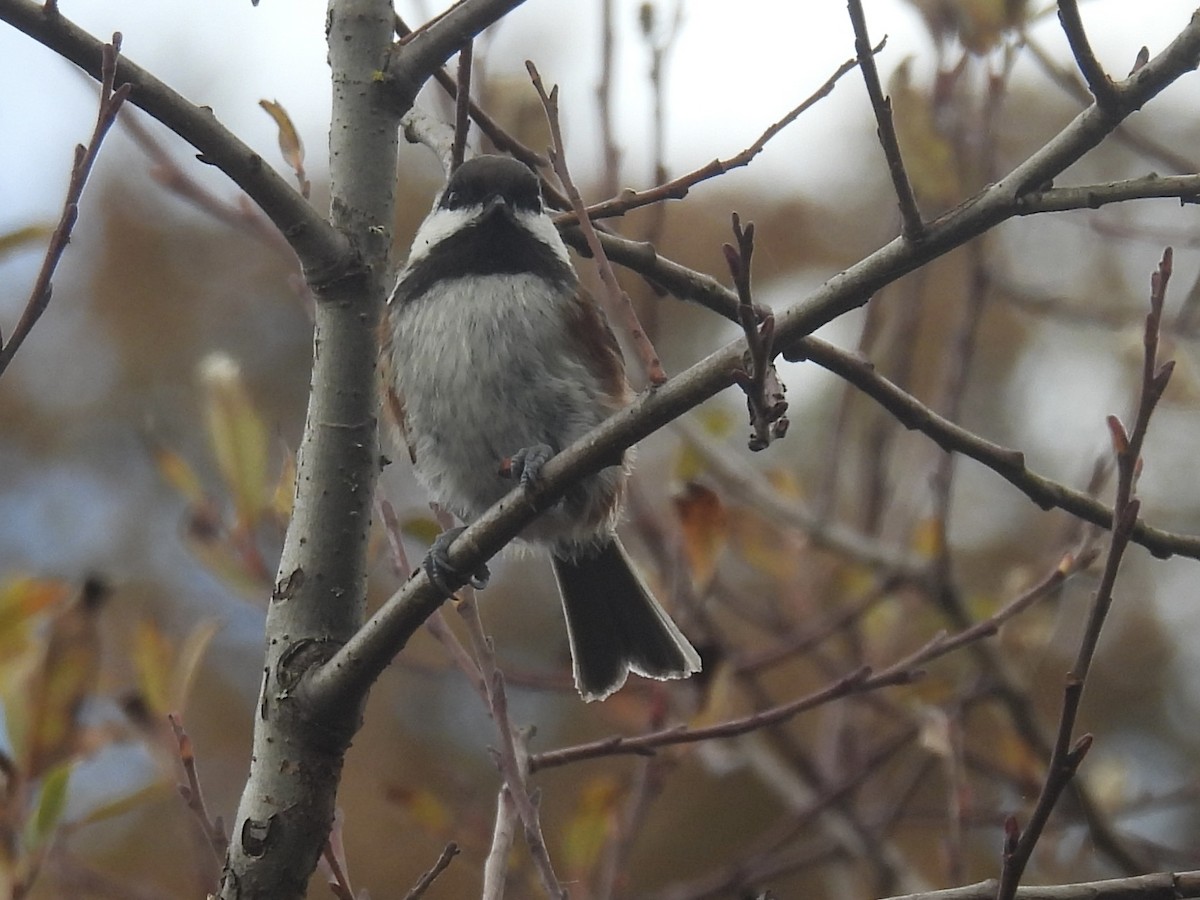 Гаїчка рудоспинна - ML645426752