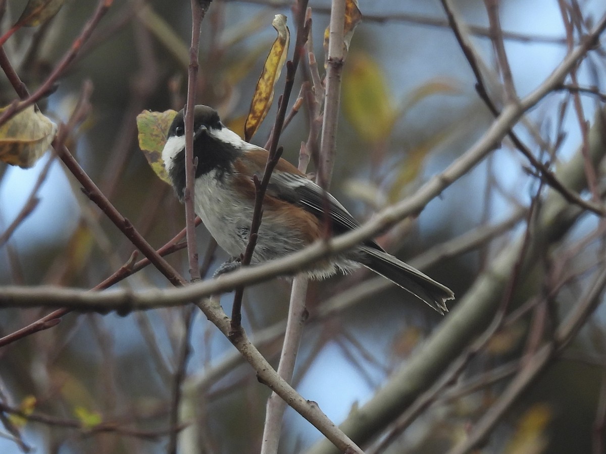Гаїчка рудоспинна - ML645426753