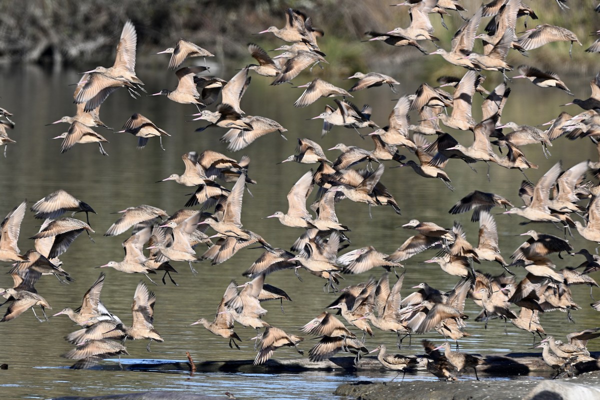 Грицик чорнохвостий - ML645426754