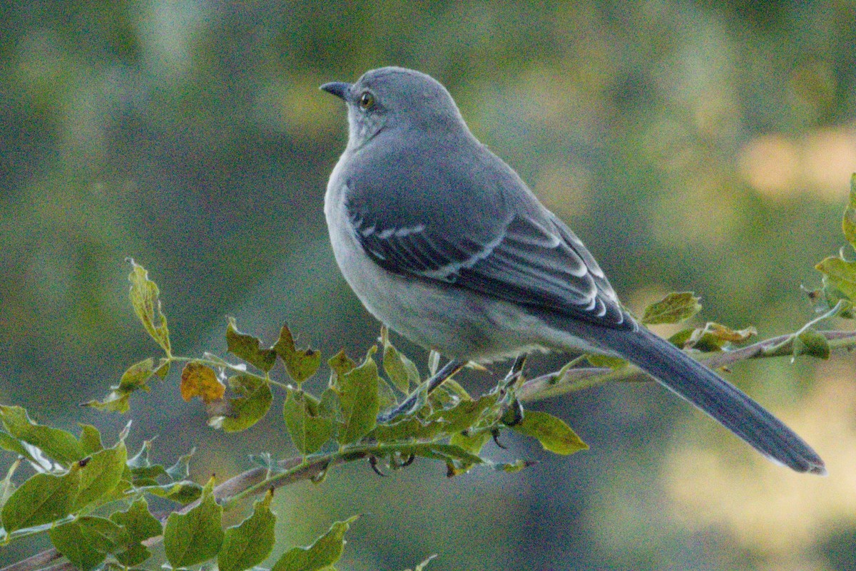 חקיינית צפונית - ML645426755