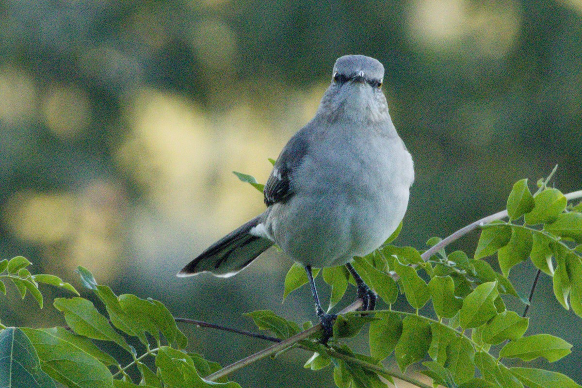 חקיינית צפונית - ML645426766