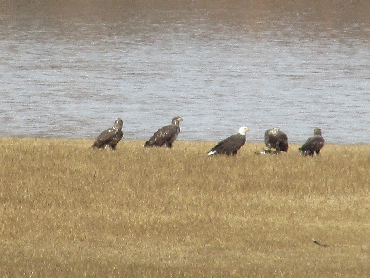 ハクトウワシ - ML645426767