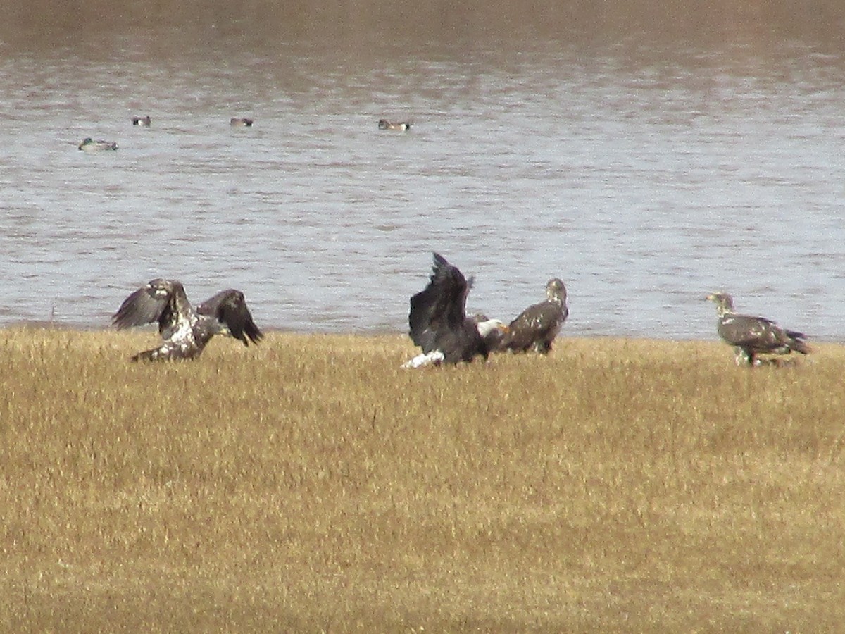 ハクトウワシ - ML645426768