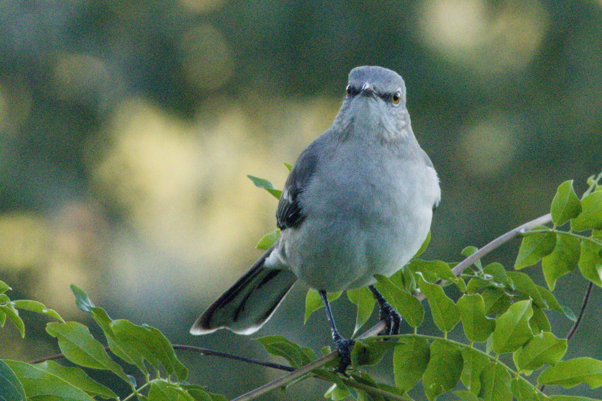 חקיינית צפונית - ML645426769