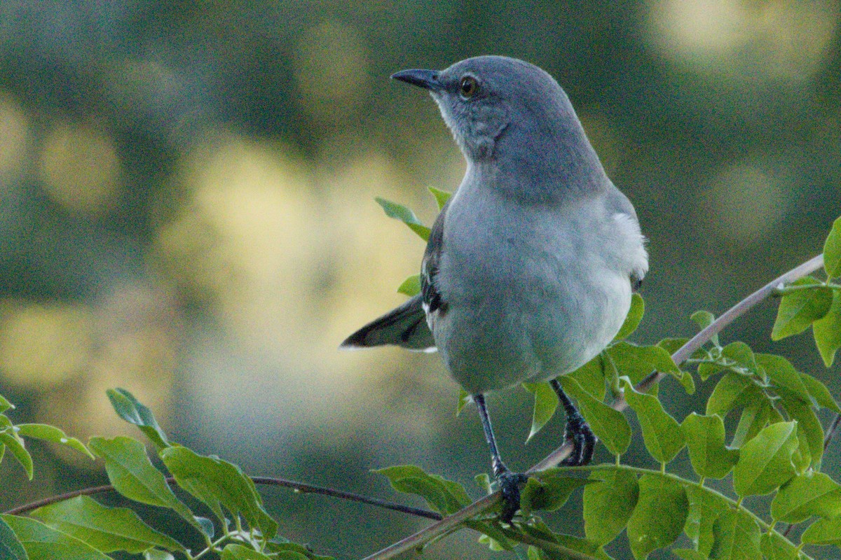 חקיינית צפונית - ML645426773
