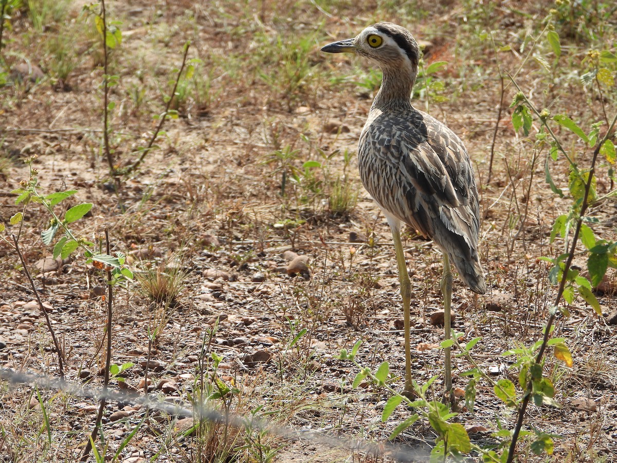 Kaşlı Kocagöz - ML645426774