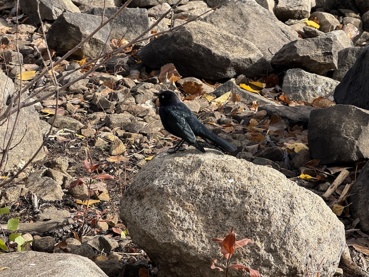 Brewer's Blackbird - ML645426775