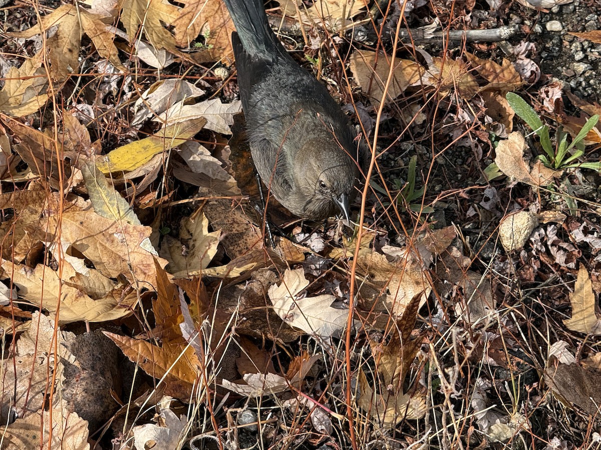 Brewer's Blackbird - ML645426776