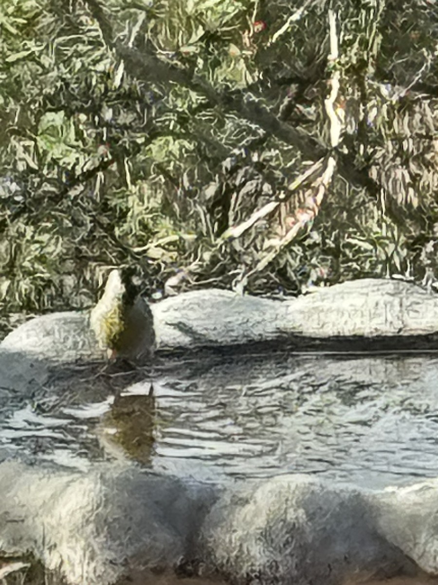 Lawrence's Goldfinch - ML645426777
