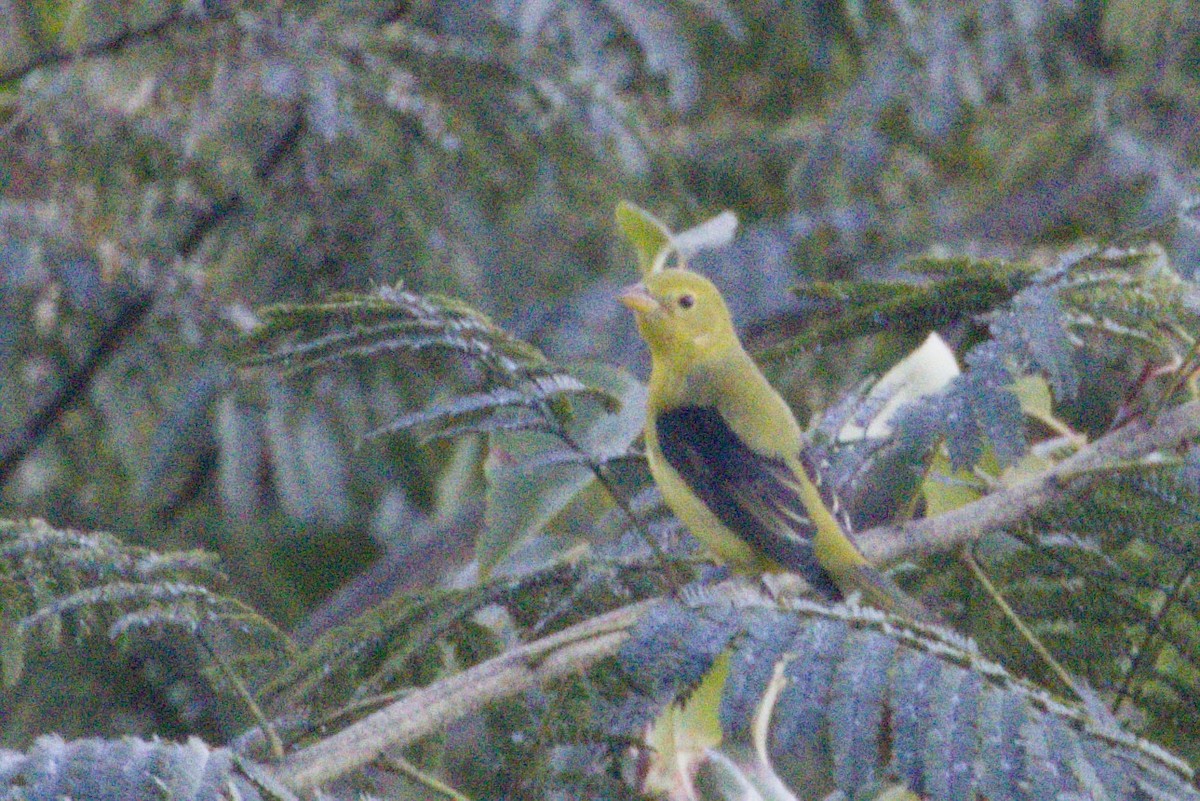 Піранга кармінова - ML645426778