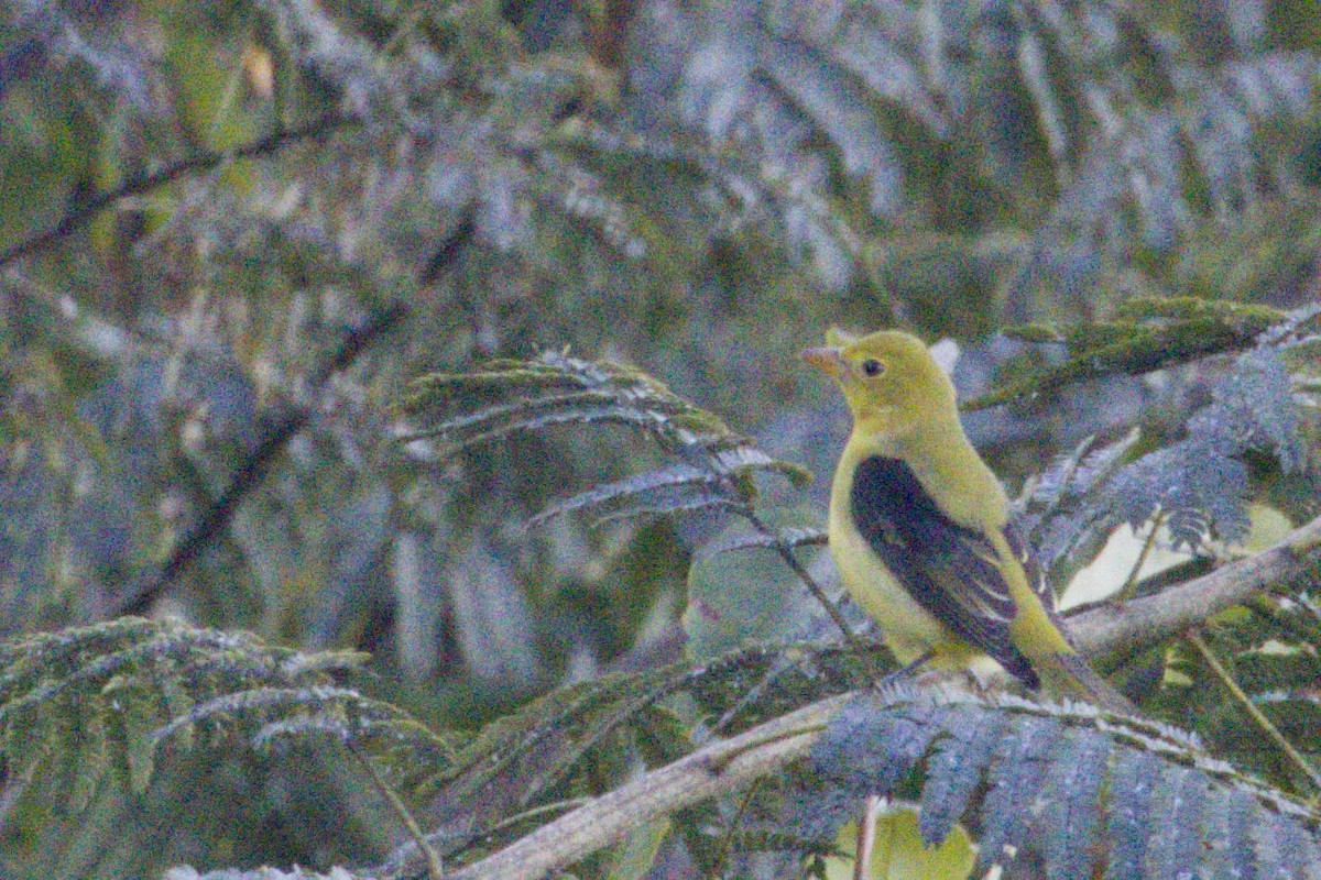 Піранга кармінова - ML645426780