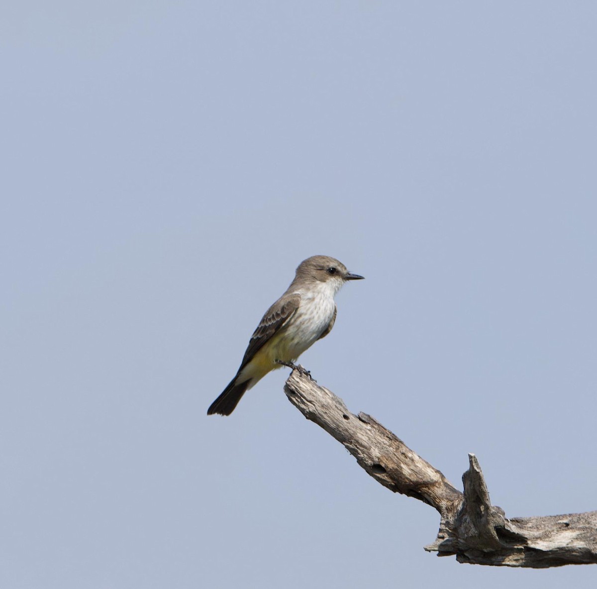 Vermilion Flycatcher (Northern) - ML645426785