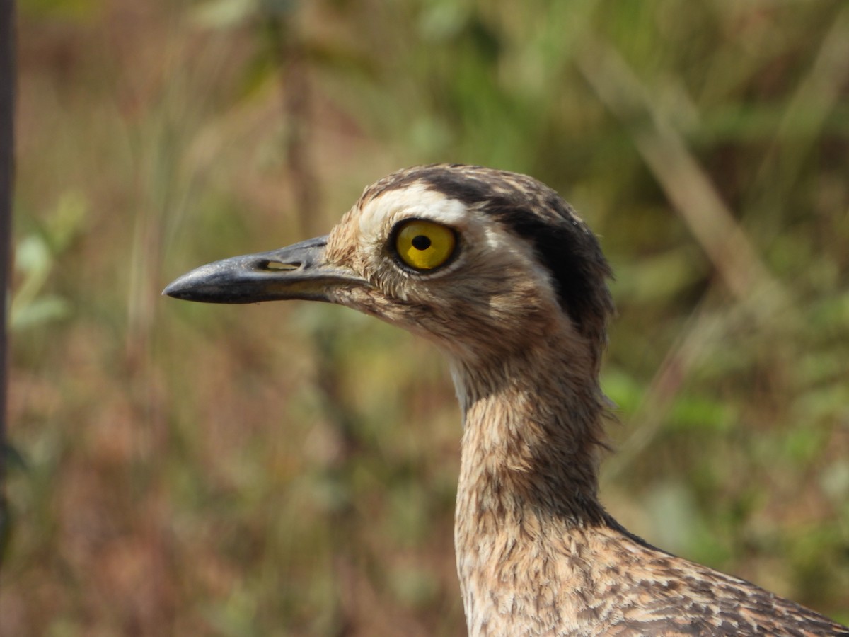 Kaşlı Kocagöz - ML645426794