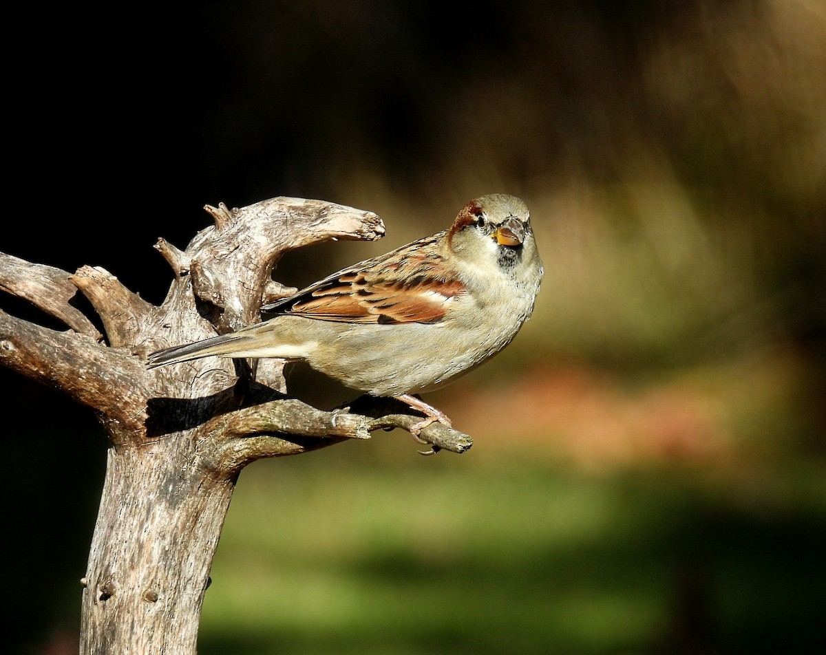 Gorrión Común - ML645426796