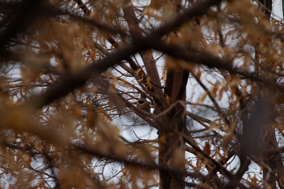 Northern Flicker - ML645426801