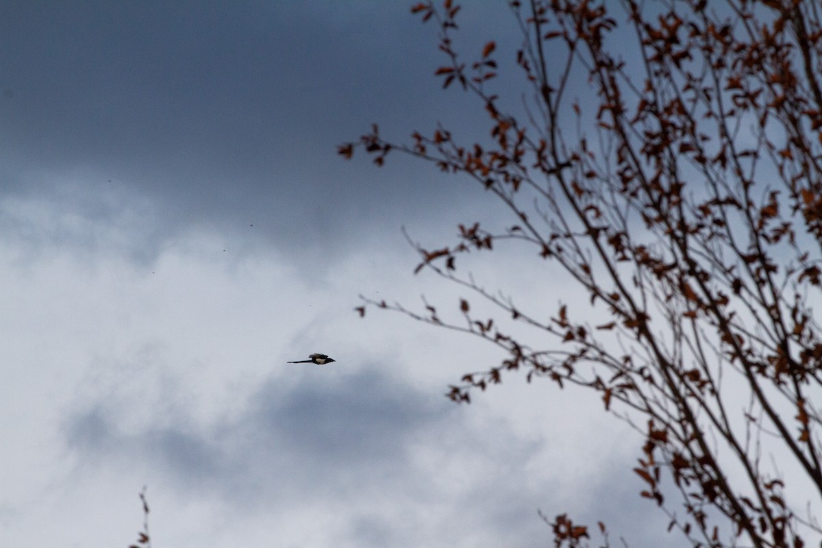 straka americká - ML645426804