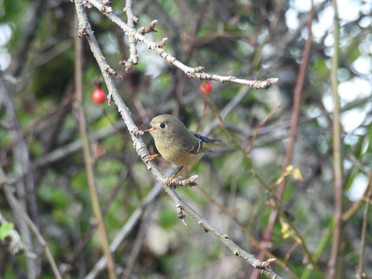 Золотомушка рубіновочуба - ML645426806