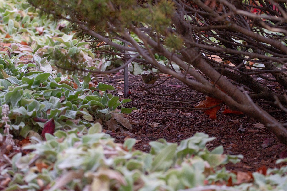 Ruby-crowned Kinglet - ML645426818