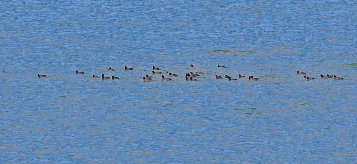 American Coot - ML645426823