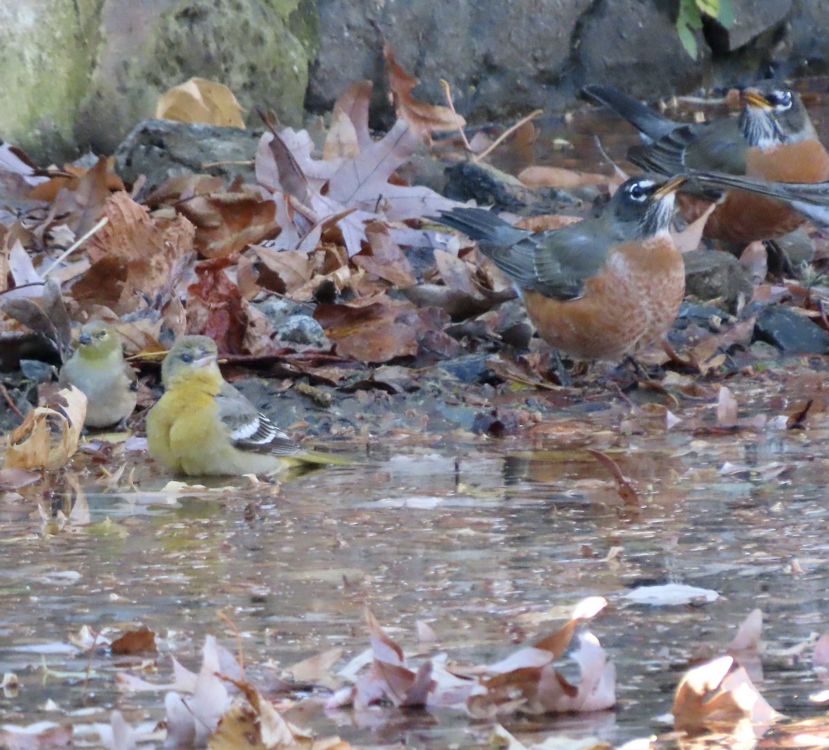 Балтиморский трупиал - ML645426829