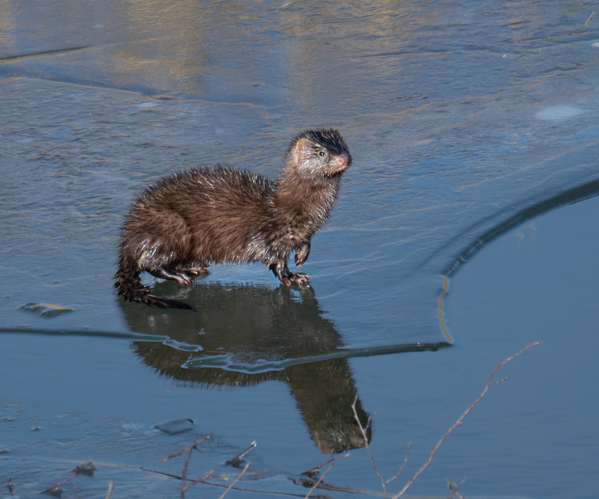 Animals - ML645426834