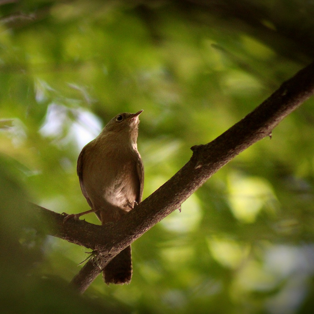 Southern House Wren - ML645426859