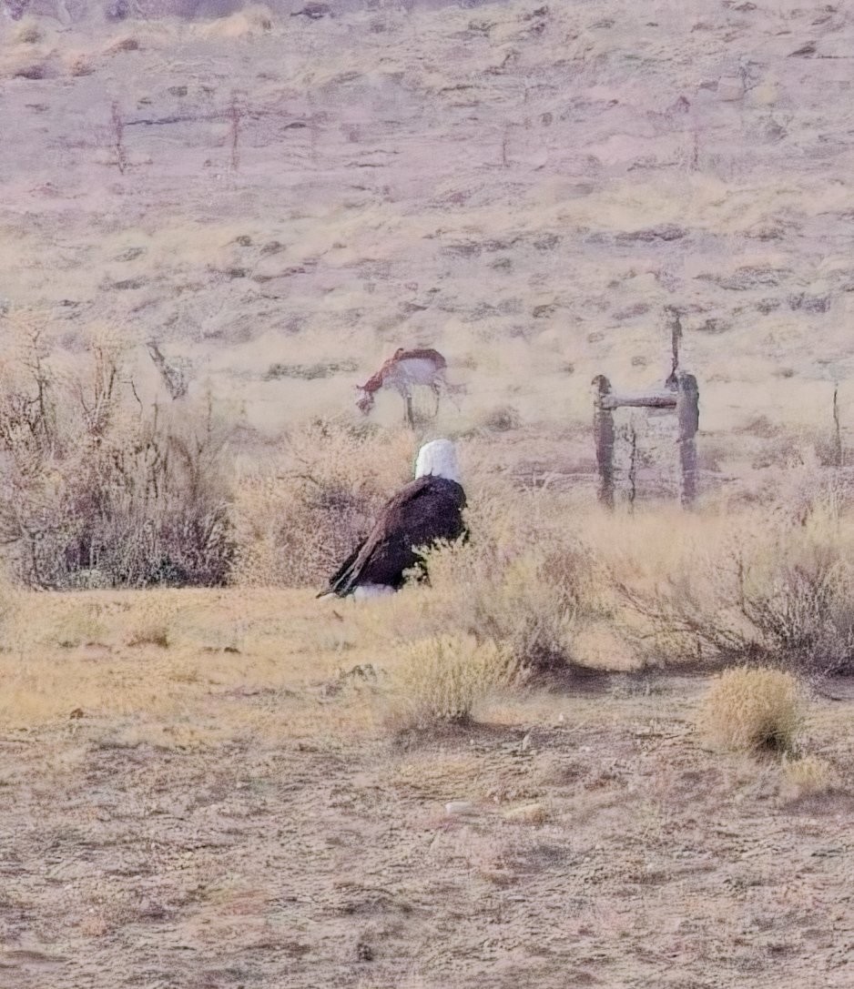 Орлан білоголовий - ML645426860