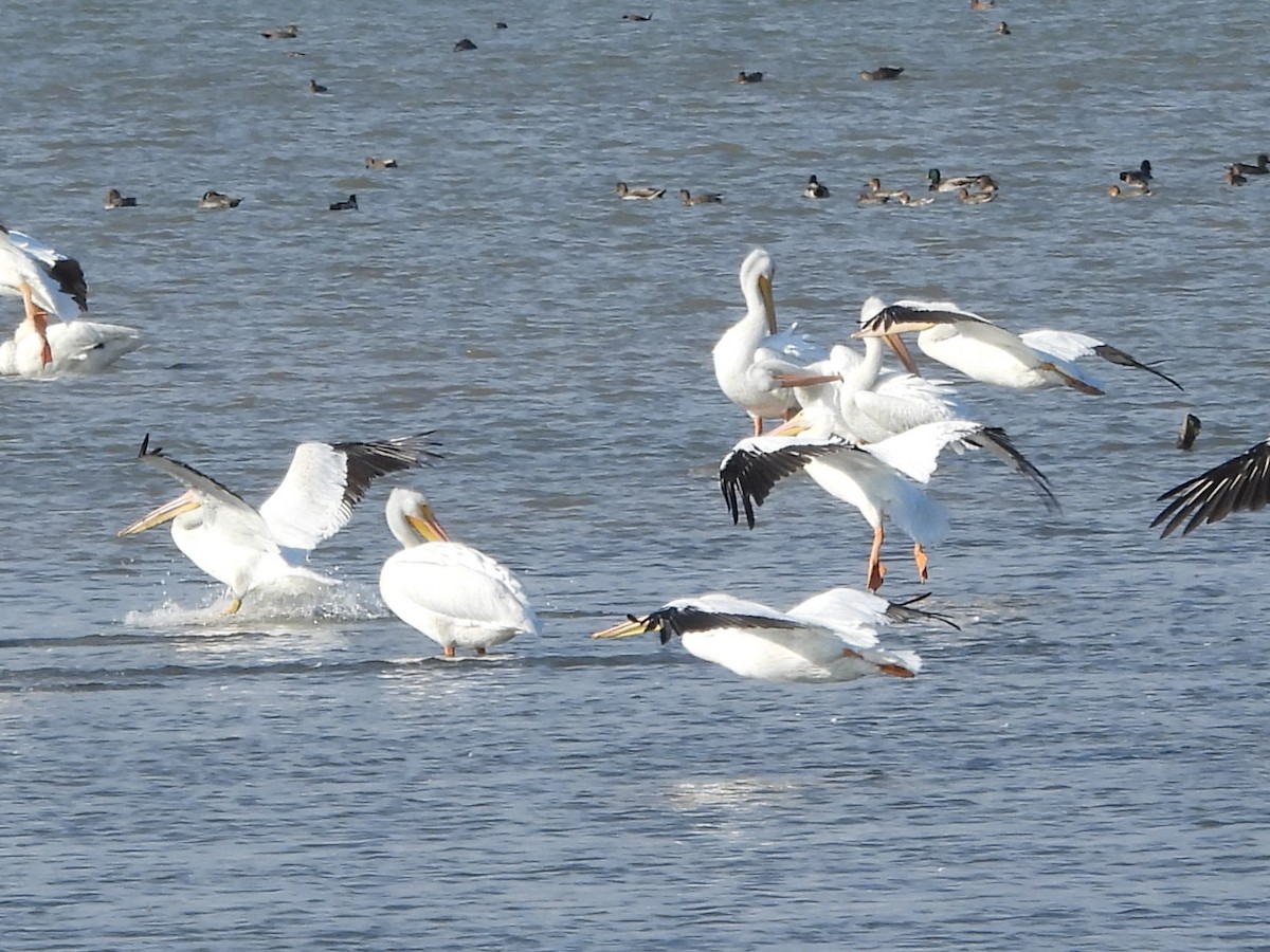 Пелікан рогодзьобий - ML645426861