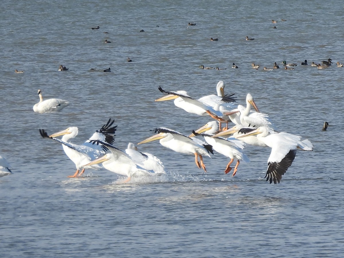 Пелікан рогодзьобий - ML645426862