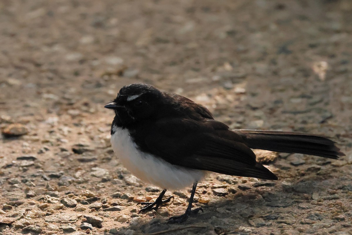 Віялохвістка чорноряба - ML645426864