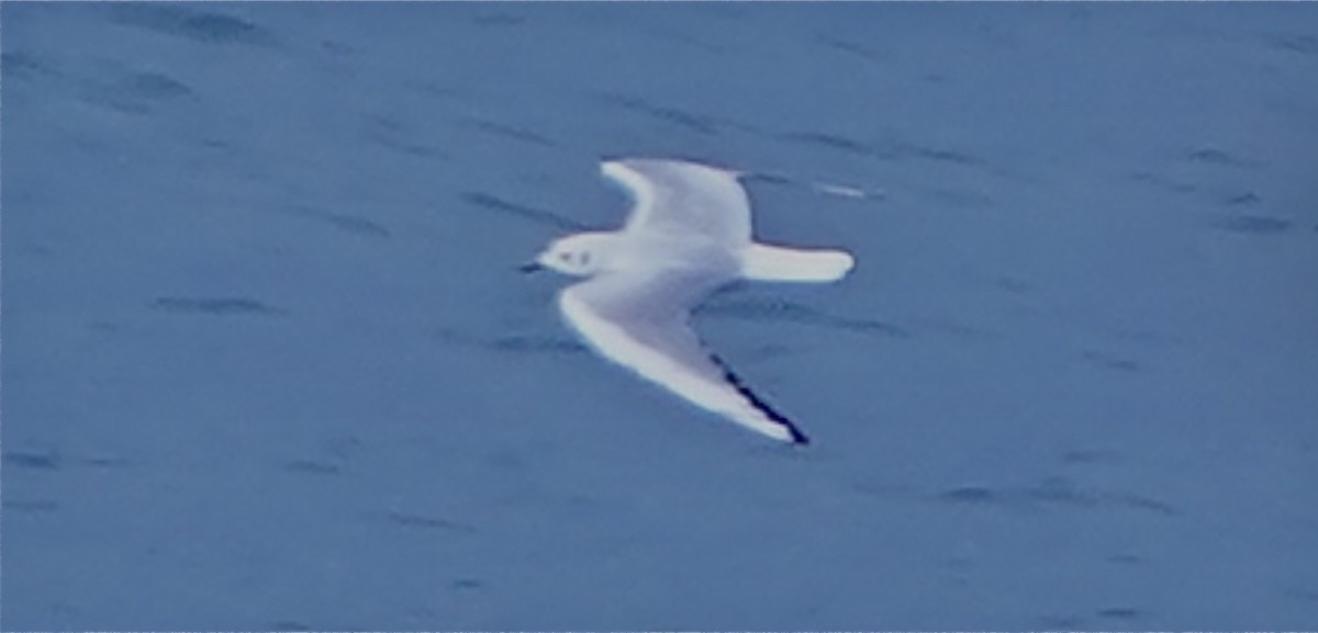 Мартин трипалий - ML645426870