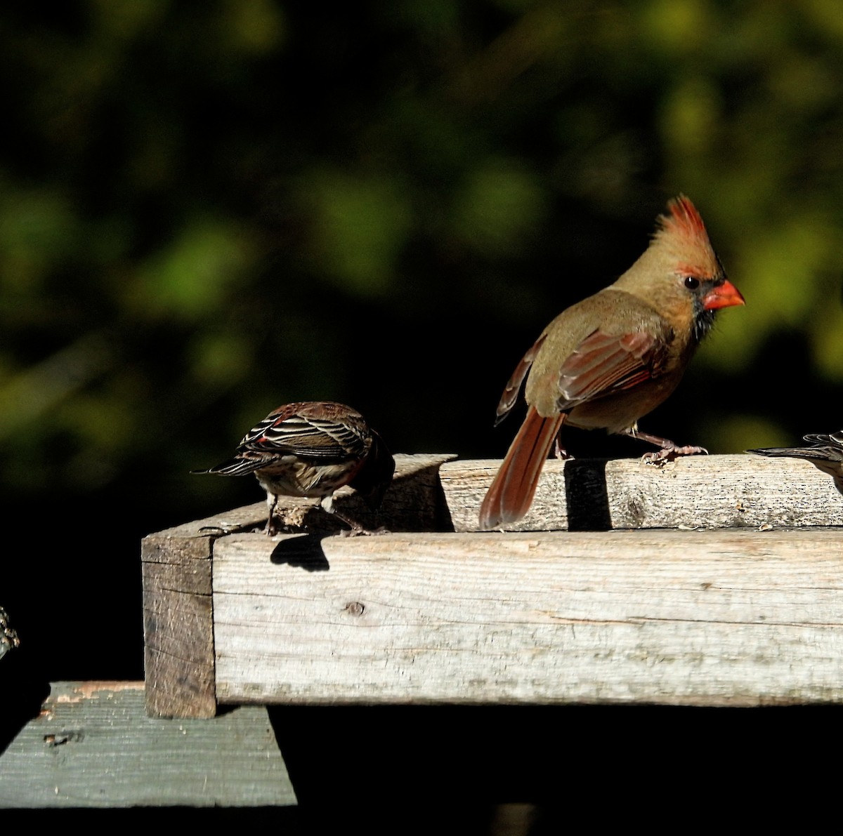 Кардинал червоний - ML645426871