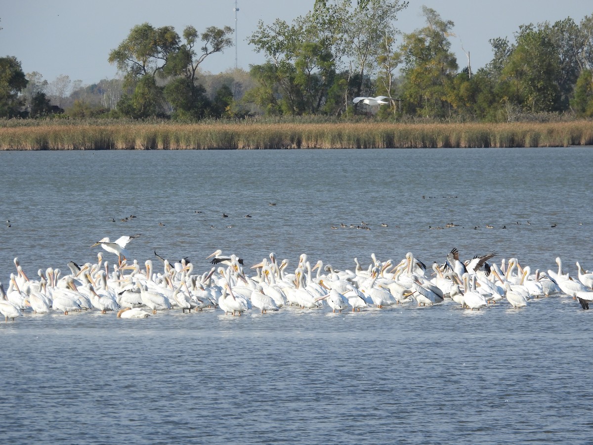 Пелікан рогодзьобий - ML645426873
