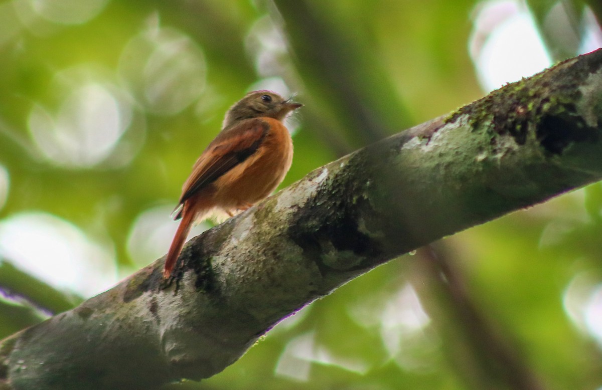 Москверіто рудохвостий - ML645426876