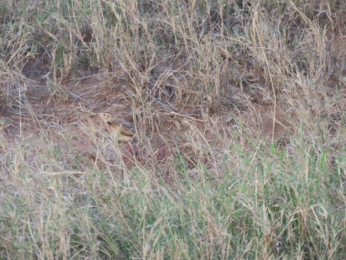 Rufous-naped Lark (Serengeti) - ML645426879