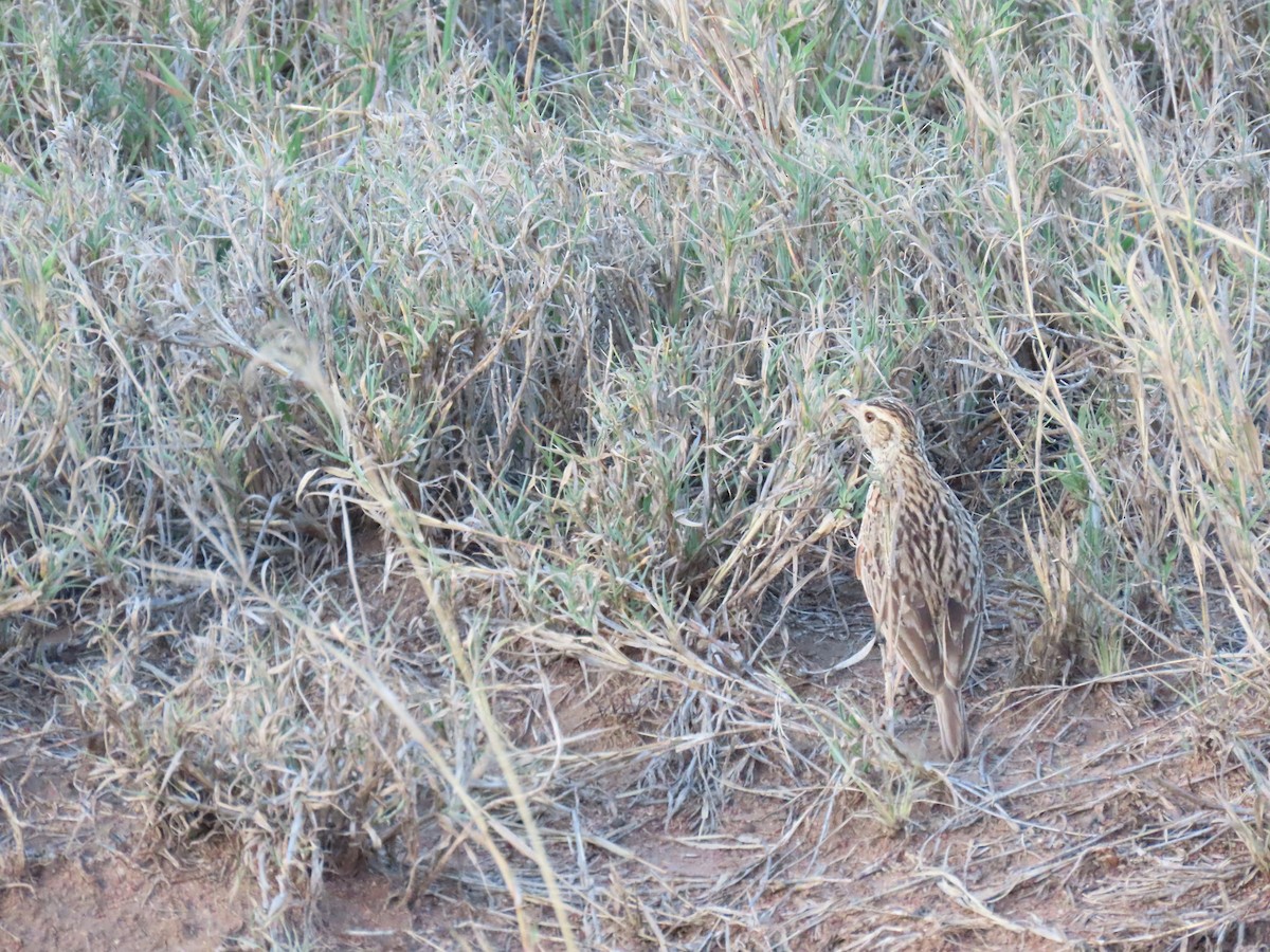 Rufous-naped Lark (Serengeti) - ML645426880