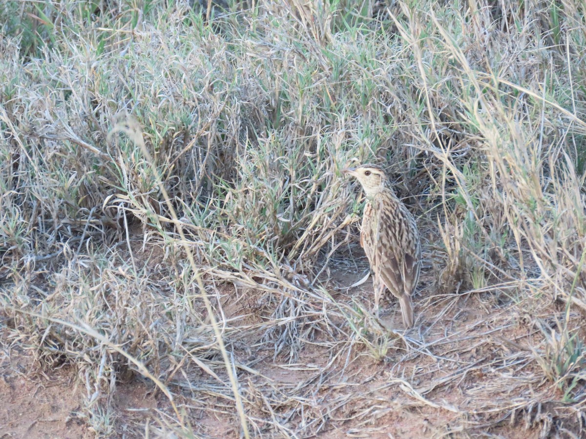 Rufous-naped Lark (Serengeti) - ML645426881