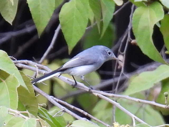 Комароловка сиза - ML645426882